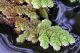 Azolla filiculoides  (Azolla Water-fern)