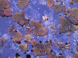 http://thebegavalley.org.au/uploads/tx_steverplantgallery/Azolla_pinnata_02.jpg