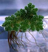 Azolla