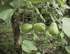http://johnbokma.com/mexit/2005/12/17/chayote.jpg
