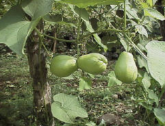 http://johnbokma.com/mexit/2005/12/17/chayote.jpg