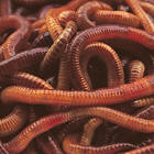 worms