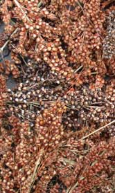 Grains of sorghum