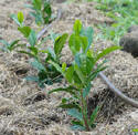 young tea plants