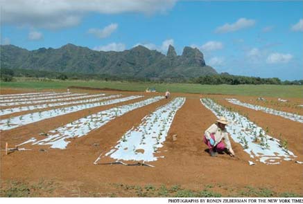 tea field at kealanani