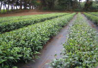 mealani tea rows