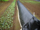 tea cuttings in ground