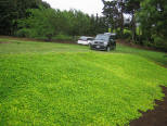 perennial peanut ground cover